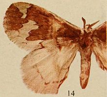 Pl. 14-14-Phasicnecus grandiplaga = Stenoglene plagiatus (Aurivillius, 1911) .JPG