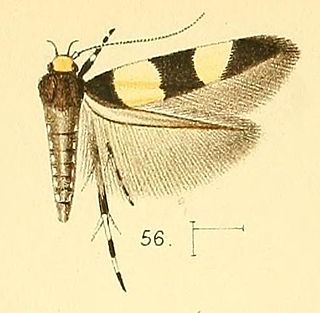 <i>Macrobathra fasciata</i> Species of moth