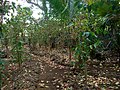 Plantation caféière à la Réunion d'aujourd'hui