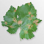 Downy mildew Plasmopara viticola 000.jpg