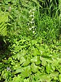 Platanthera chlorantha Germany - Schauinsland