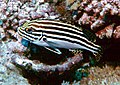 Plectorhinchus orientalis