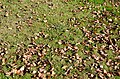 * Nomination: Lawn with fallen leaves.--Peulle 06:42, 15 October 2020 (UTC) * * Review needed