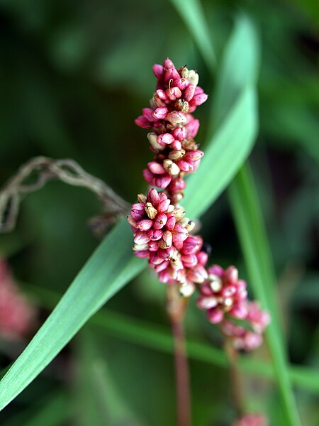 File:Polygonum coccineum NPS-1.jpg