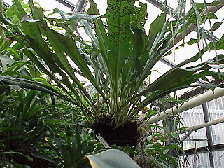 <i>Niphidium crassifolium</i> Species of fern