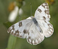 Pontia protodice - Femella