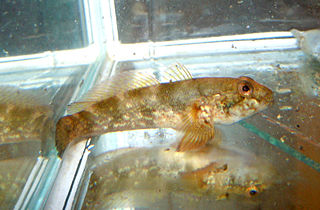 Ratan goby Species of fish