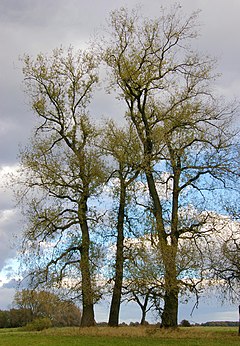 Черна топола (P. nigra)