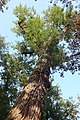 English: Black poplar (Populus nigra), one of two memorable poplars in the park in Velká Bystřice, the Czech Republic. This tree is the western side of the park. Čeština: Topol černý (Populus nigra), jeden ze dvou památných topolů v zámeckém parku ve Velké Bystřici. Tento topol se nachází v západní části parku.