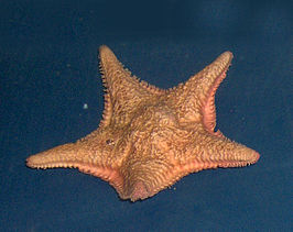 Porania pulvillus