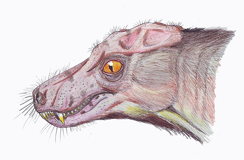 File:Porosteognathus1DB.jpg