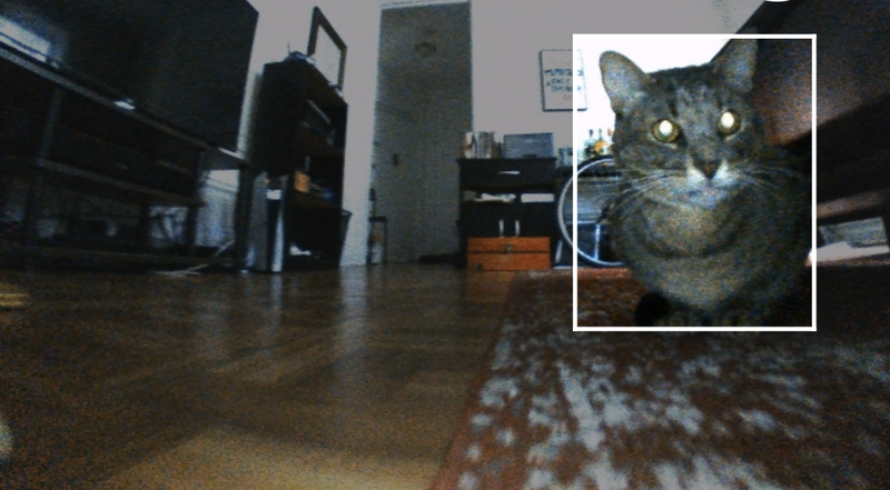 File:Portrait of Cat by Roomba.png