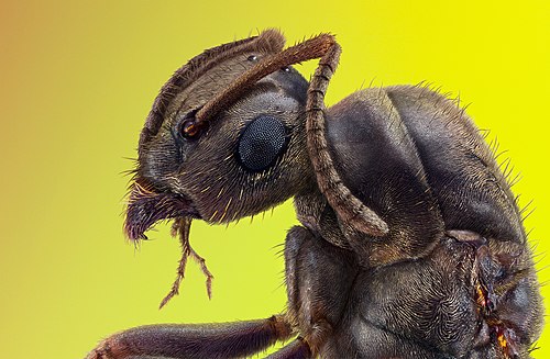 Portrait of an ant, profile view.jpg