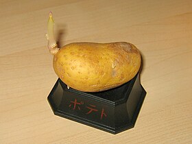 Potato sprout, January 23, 2006.jpg