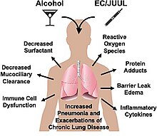 The figure shows the potential for e-cigarettes to enhance lung tissue injury. Alcohol negatively impacts the lung via direct and indirect mechanisms. As with cigarette smoking, e-cigarettes generate compounds known to enhance alcohol-mediated lung injury leading to both increased risk for infections and pneumonia as well as the exacerbation of existing chronic inflammatory lung diseases such as bronchitis, emphysema, and COPD.