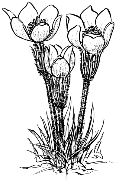 File:Prairie-crocus (PSF).png