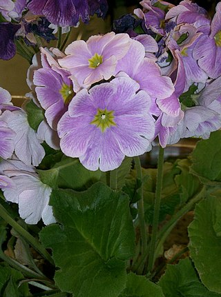 <i>Primula obconica</i> Species of flowering plant