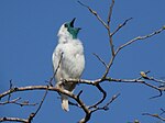 Thumbnail for Bare-throated bellbird