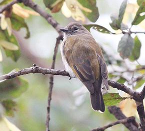 Opis zdjęcia Prodotiscus zambesiae, Cuito-rivier, Birding Weto, a.jpg.