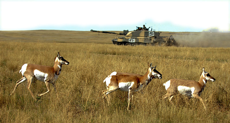 File:Pronghorns with a Challenger 2 tank, Alberta MOD 45149590.jpg