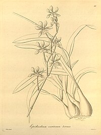 plate 56 Prosthechea varicosa (as syn. Epidendrum varicosum)