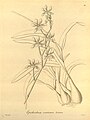 Prosthechea varicosa (as syn. Epidendrum varicosum) plate 56 in: H. G. Reichenbach: Xenia orchidacea - vol. 1 (1858)