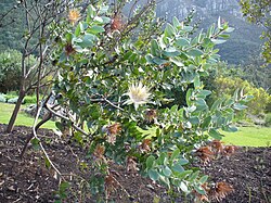 Protea Aurea: Växtart