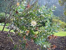 Protea aurea