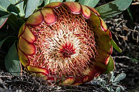 Bloeiende protea P. effusa