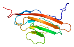 Ақуыз LRRC4 PDB 2dl9.png