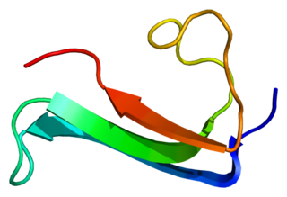 <span class="mw-page-title-main">Midkine</span> Protein-coding gene in the species Homo sapiens