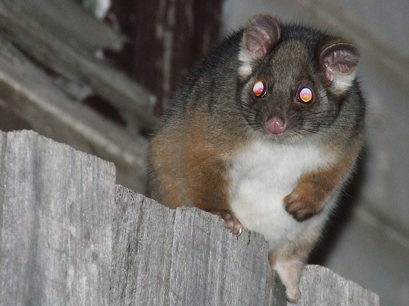 File:Pseudocheirus peregrinus (Possum on fence, with flash).jpg