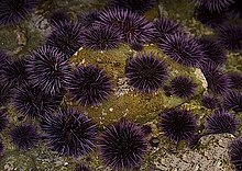 Sea urchin - Wikipedia