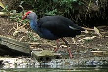 Purple Swamphen (Porphyrio porphyrio), Saigon Zoo.jpg