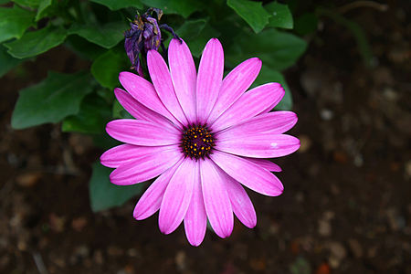 Purple osteospermum flower