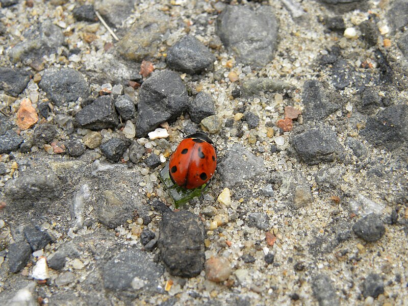 File:Putten - Zevenstippelig lieveheersbeestje (Coccinella septempunctata) (4831317071).jpg