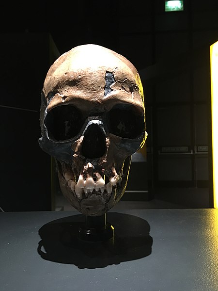 File:Qafzeh 11 child skull cast.jpg