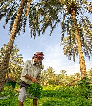 Qatif farm.jpg