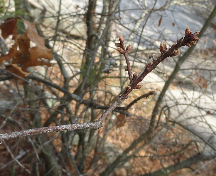 File:Quercus georgiana twig and buds in early spring 01.jpg