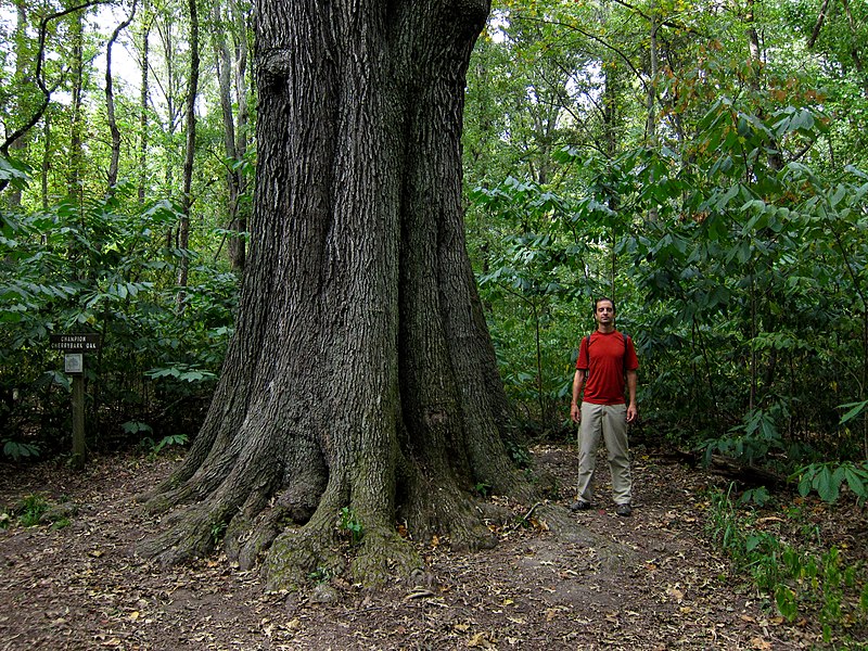 File:Quercus pagoda.jpg