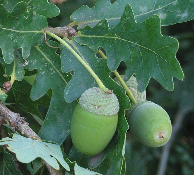 File:Quercus robur 4 RF.jpg