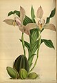 Lycaste × smeeana (as syn. Lycaste deppei var. punctatissima) Plate 262 in: R.Warner - B.S.Williams: The Orchid Album (1882-1897)
