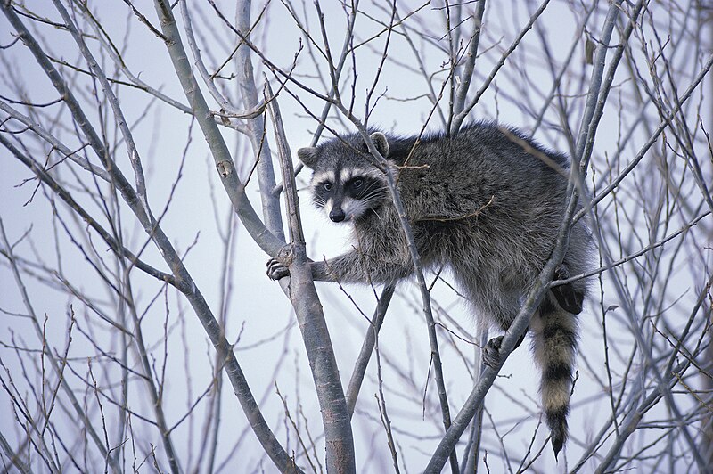 File:Raccoon climbing in tree.jpg