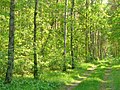 Rahnsdorf - Waldweg (Woodland Path) - geo.hlipp.de - 36816.jpg