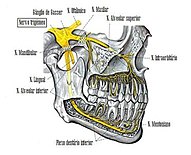 Nervo Maxilar completo - Anatomia Humana - Anatomia 