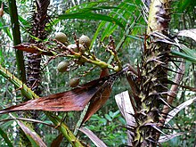 Close-up of the edible scaly fruits and the spiny stem of Calamus rotang in Thailand Rattan Palm (Calamus rotang) with fruits (7844049166).jpg