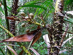 Infrutescence avec spathe