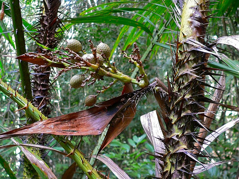 File:Rattan Palm (Calamus rotang) with fruits (7844049166).jpg