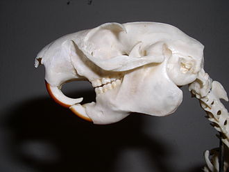 Skull of an oriental giant squirrel. Note the classic sciuromorphous shape of the anterior zygomatic region. Ratufa skull.JPG