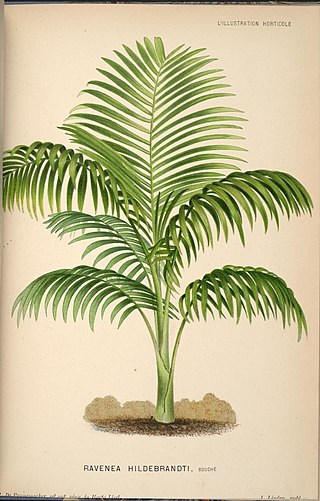 <i>Ravenea hildebrandtii</i> Species of palm